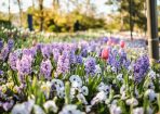 spring_432350_01.jpg