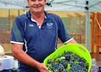 applegrape_436431_01.JPG