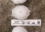 hail_453837_02