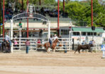campdraft_511911_03