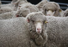 Rain keeps numbers down at sheep and lamb sale