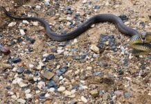 Snakes on the move as warm weather hits the Southern Downs