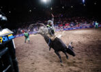 rodeo_516733_03