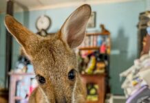 Hailstorm takes toll on native wildlife