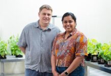 New research to combat costly crop viruses