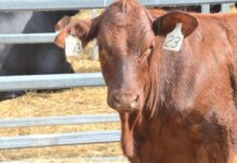 Wild weather fails to dent yardings