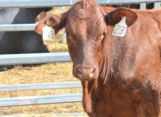 Wild weather fails to dent yardings