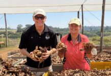 Getting a bit of dirt on their hands