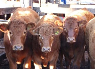 Vendors happy with final 2025 sale results