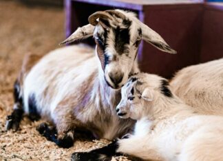 Livestock industry gears up for festive season