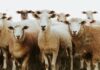 Lamb market lifts as quality lines attract buyers