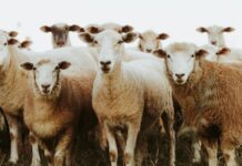 Lamb market lifts as quality lines attract buyers