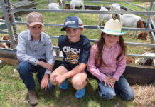 Stanthorpe Show ready to go