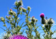 Wildflowers in focus