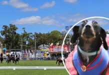 Novelty Dog Show celebrates 150 years