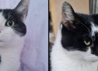 ARK’s pet of the week