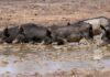 Million-dollar feral pig plan opens for feedback
