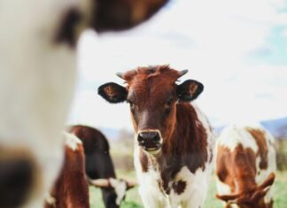 Tight supply pushes prices up