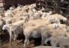 Lamb and Sheep market stronger for most types