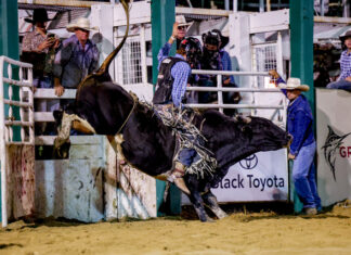 State of origin rodeo headlines Saturday night at Warwick Show