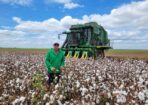 cotton_534030_01