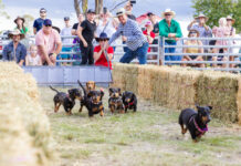 Crowd favourite dachshund races return