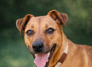 ARK’s pet of the week