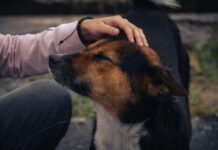 National Pet Day highlights the power of companionship