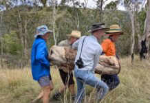 Planting a future for Killarney cockatoos