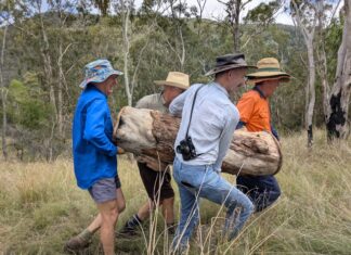 Planting a future for Killarney cockatoos