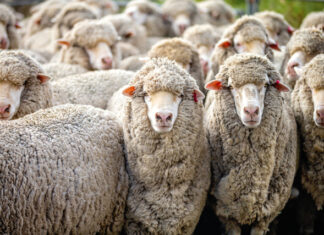 Strong demand for holiday livestock