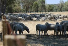 Sheep sales sees weather-driven surge