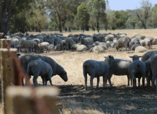 Sheep sales sees weather-driven surge