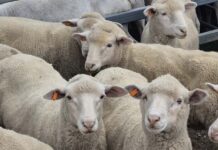 Subsidies announced for mandatory livestock tagging