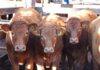Wet weather trims yardings but boosts prices