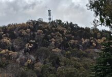 Native vegetation struggling to survive on dry Granite Belt