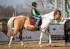 Big turn out for Pony Club events