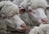 Strong bidding lifts lamb prices