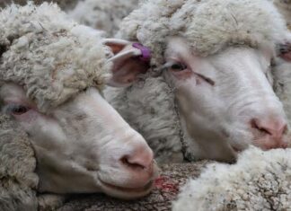 Strong bidding lifts lamb prices